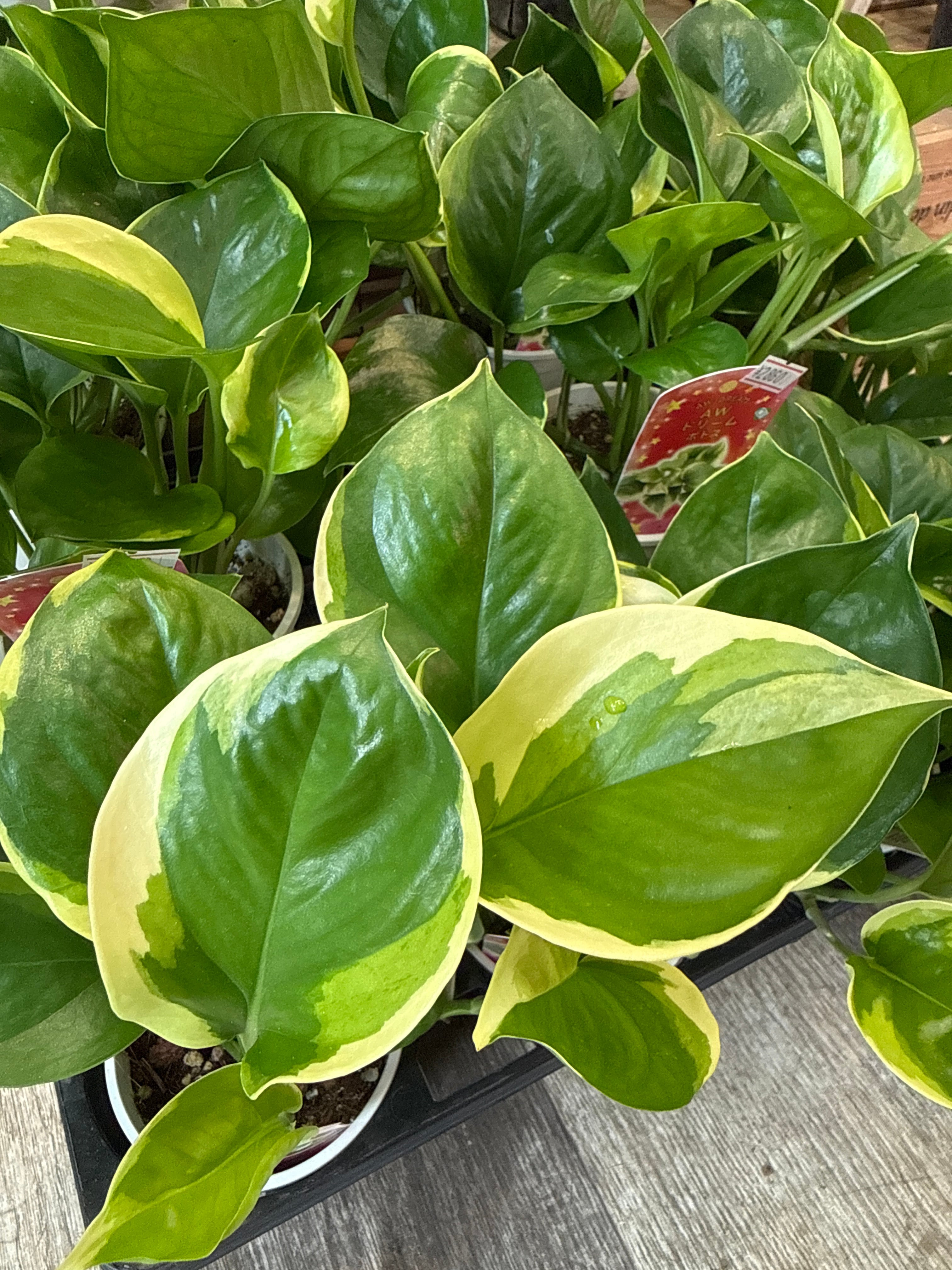 ポトス AWドリーム | Gardenえん 【観葉熱帯植物】