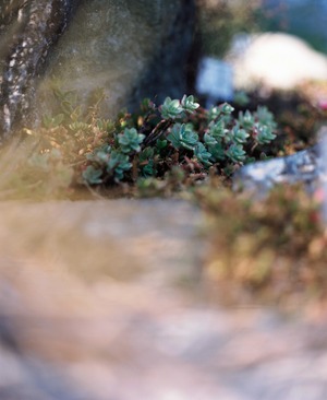 残間奈津子(写真）セダム・パルメリ　（植物・大四つサイズ④）　