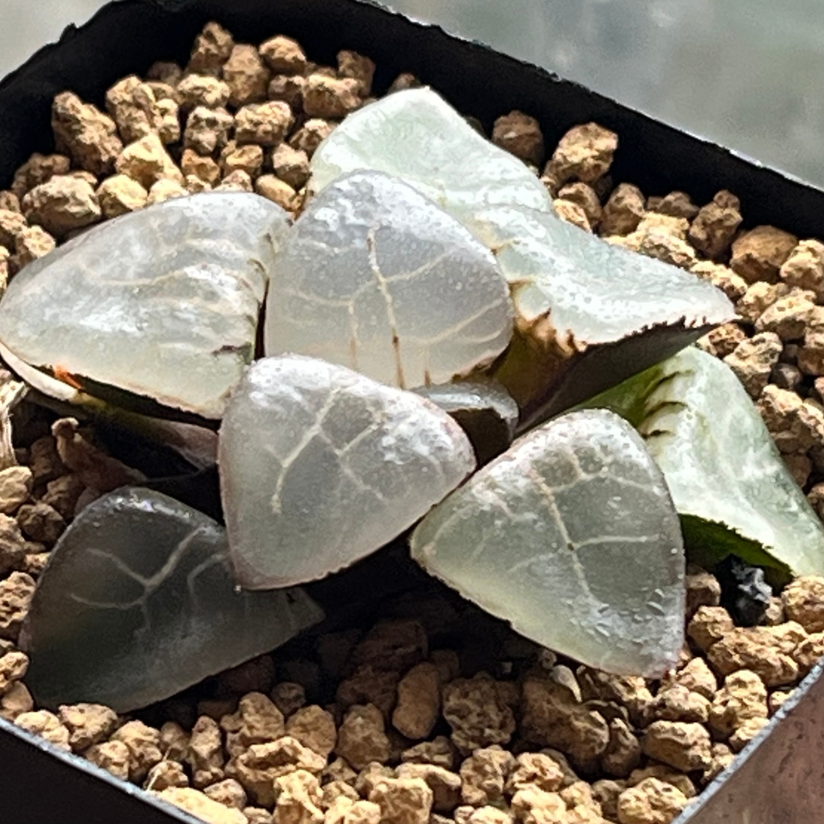 ハオルチア スーパーコレクタ錦 | mocono_plants