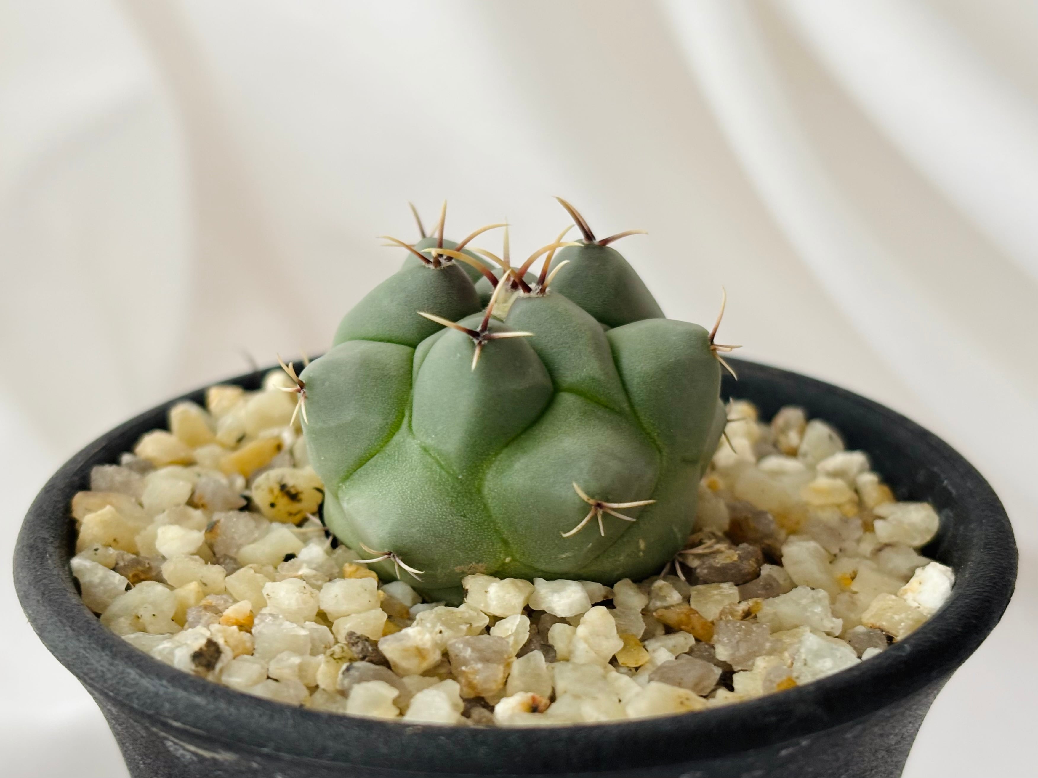 Thelocactus phymatothele テロカクタス 眠り獅子 サボテン | plants
