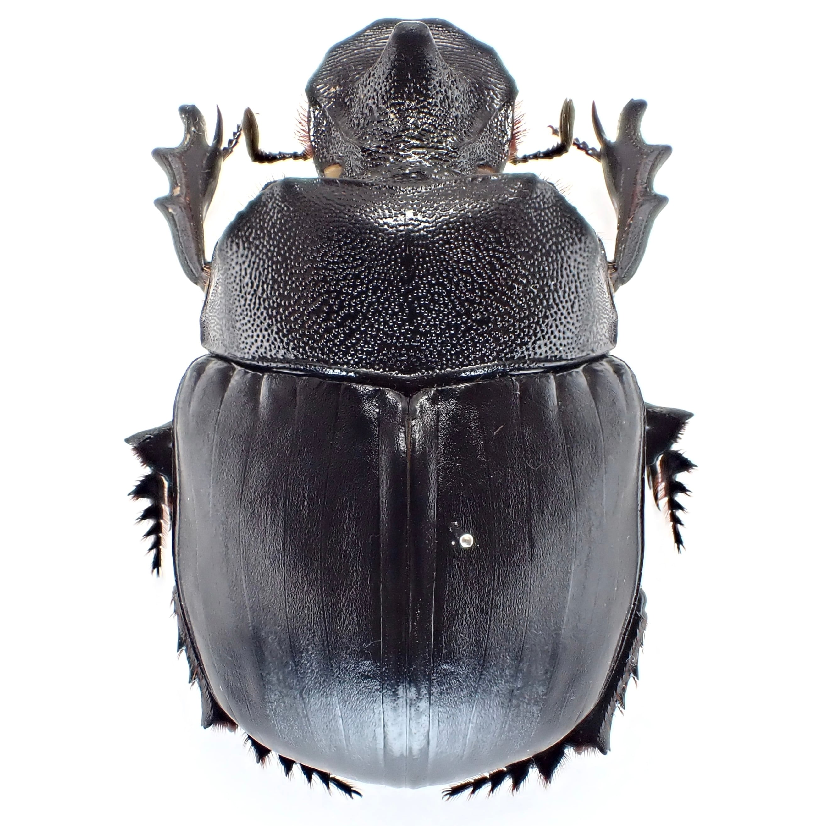 マレーシア産 Heliocopris tyrannus ♂♀ 58mm/61mm | 昆虫標本