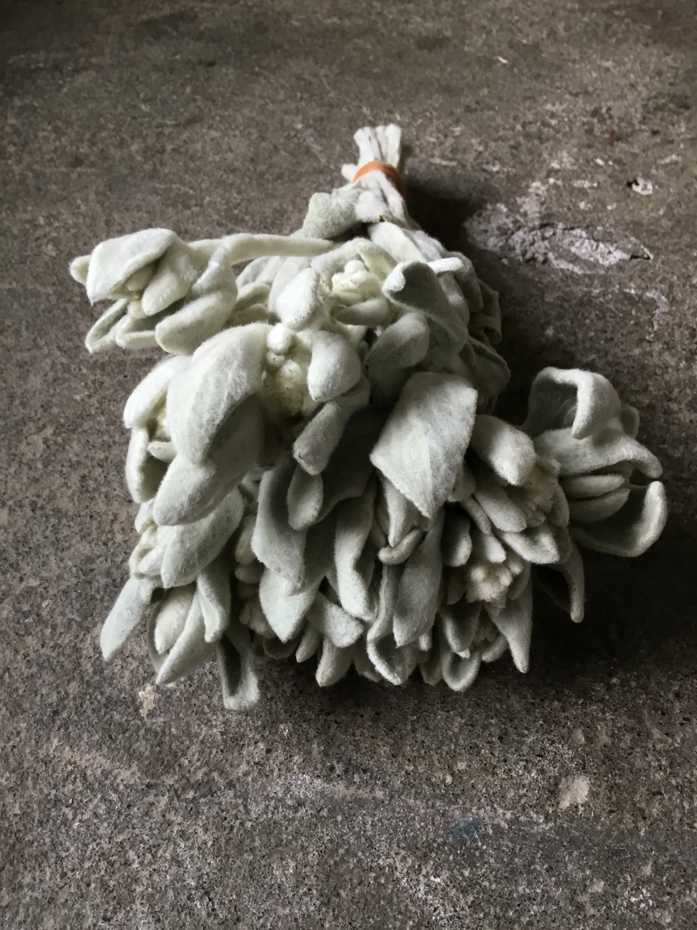 ドライフラワー　　ラムズイヤー ラムズイヤー ドライフラワー 束 | MEmENTO Dried flower