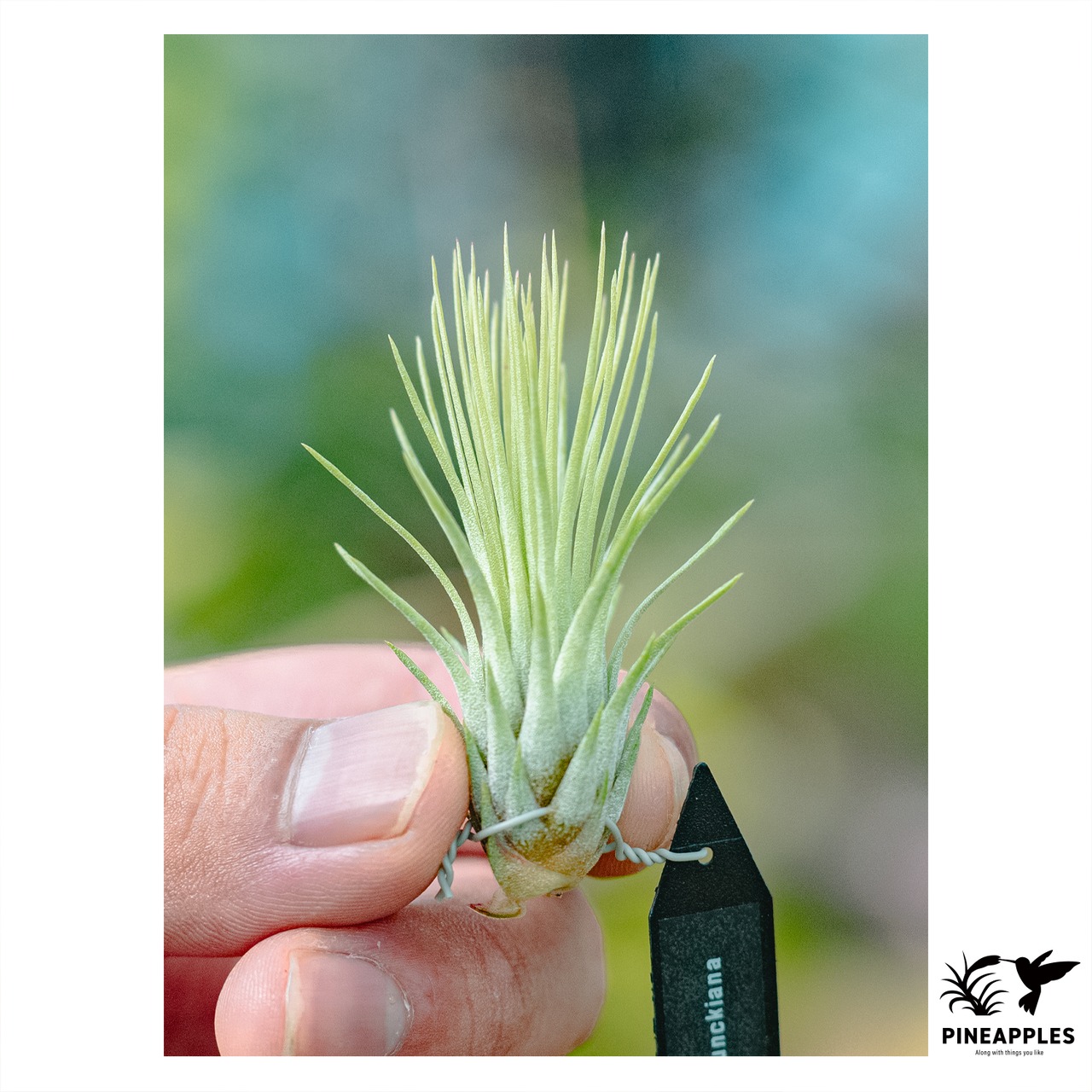 Tillandsia andreana x funckiana - 1