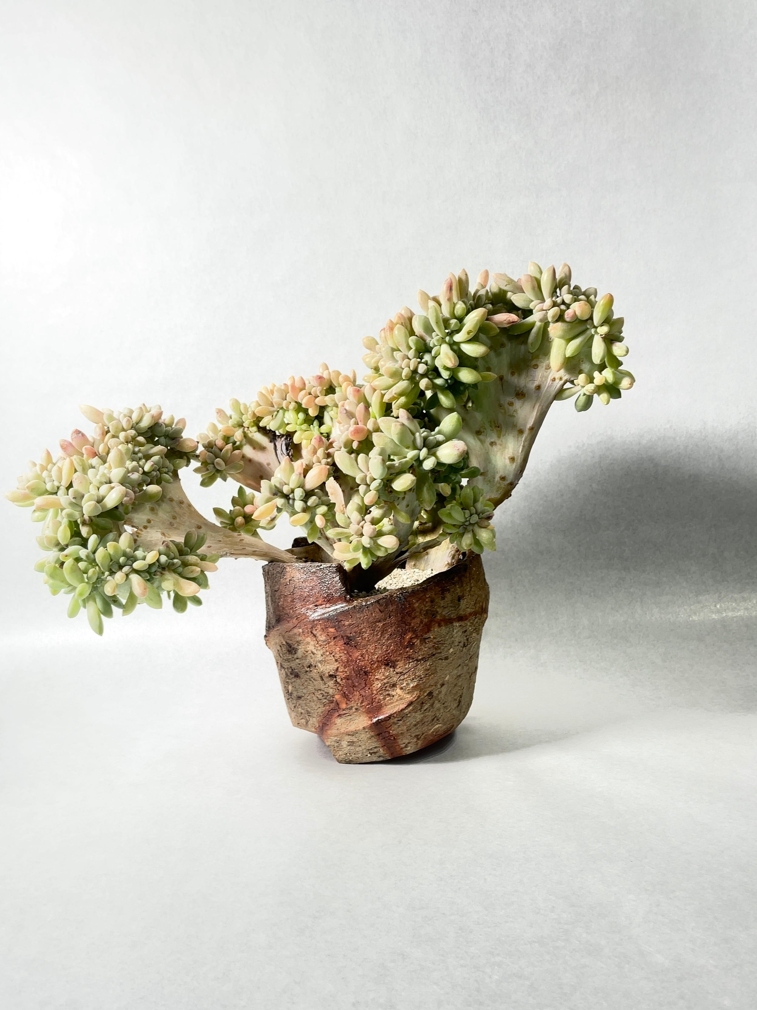 淡いピンクに紅葉♪ 月花美人/月下美人 3カット 多肉植物 【公式通販】