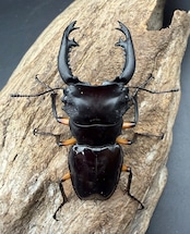 【WD】《インペリアリスツヤ亜種komorii ガントン産 67mm ペア》