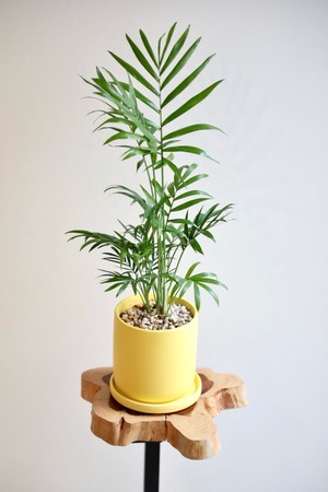 【S】テーブルヤシ/Chamaedorea elegans ※陶器鉢付き