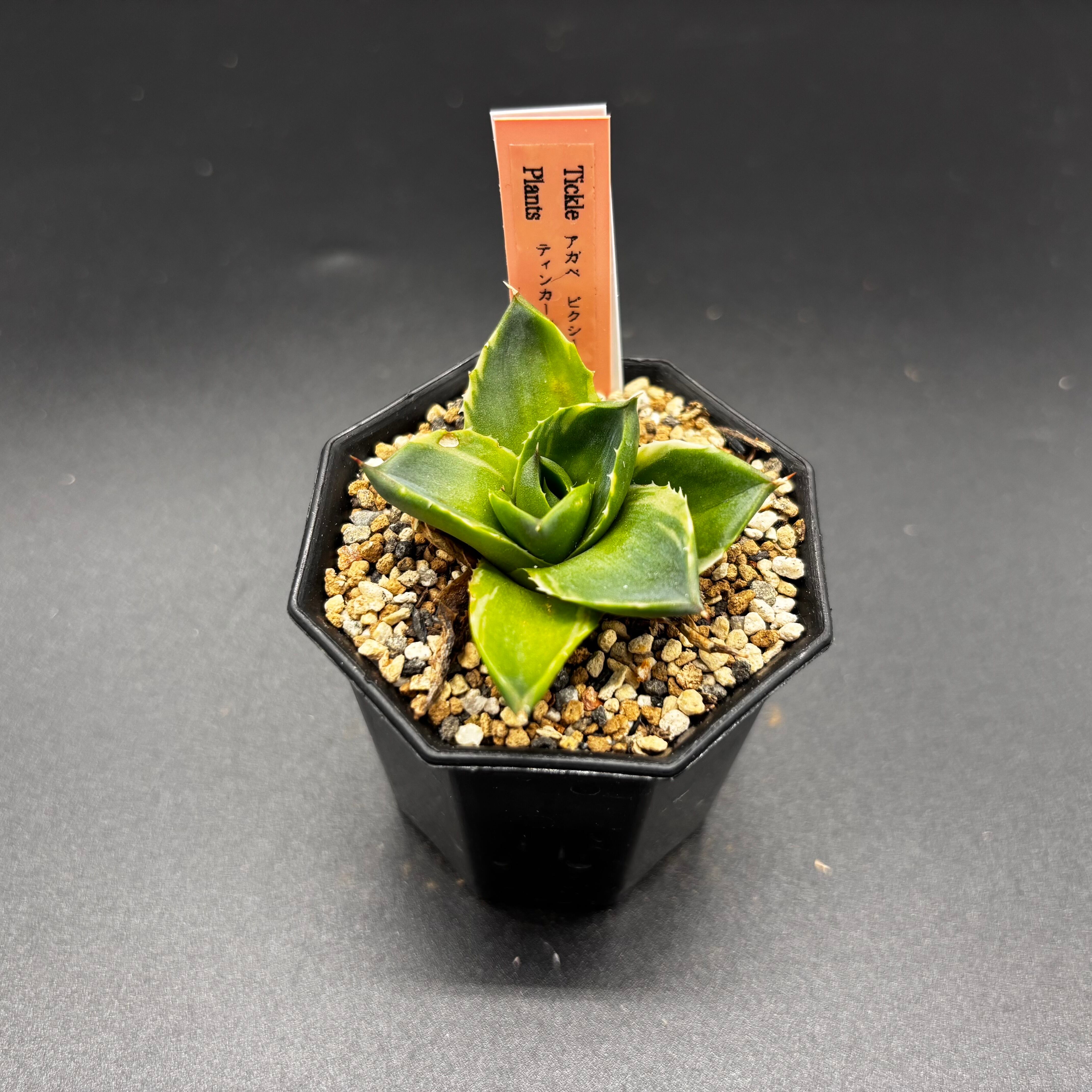 アガベ ブルーグロー 中斑 季節冴 | Tickle_plants