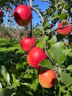 馬糞を活用して栽培したUMAPPLE2kg ※東日本の引退馬