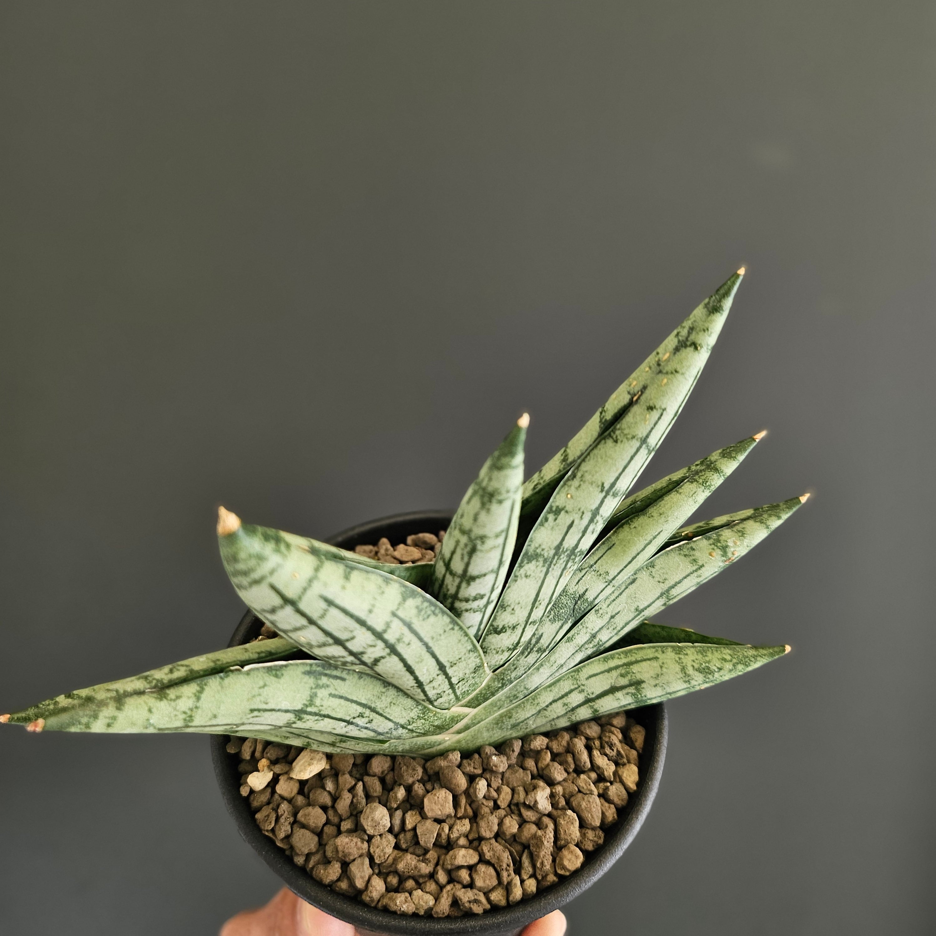 Sansevieria manja サンスベリア マンジャ | Plants Baka