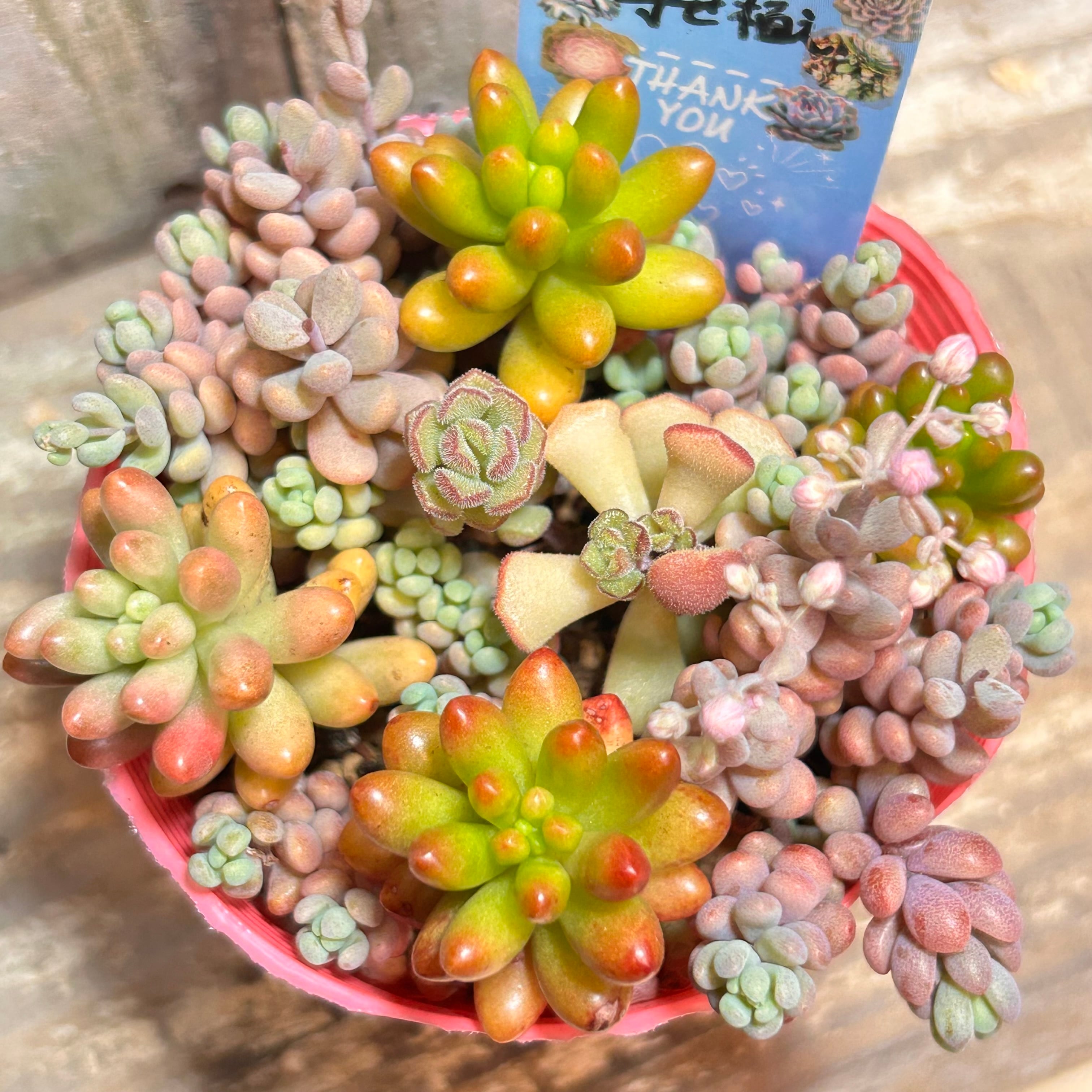 リンダリンダ | RuPo 多肉植物専門店