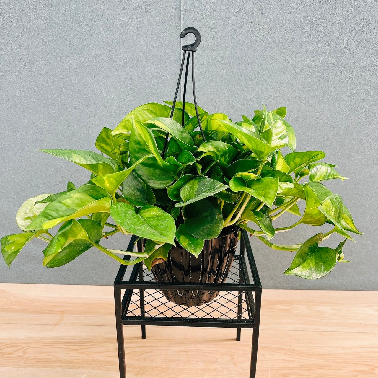 現品］【希少】93番 アンスリウム クイーンオブハート 4号 観葉植物