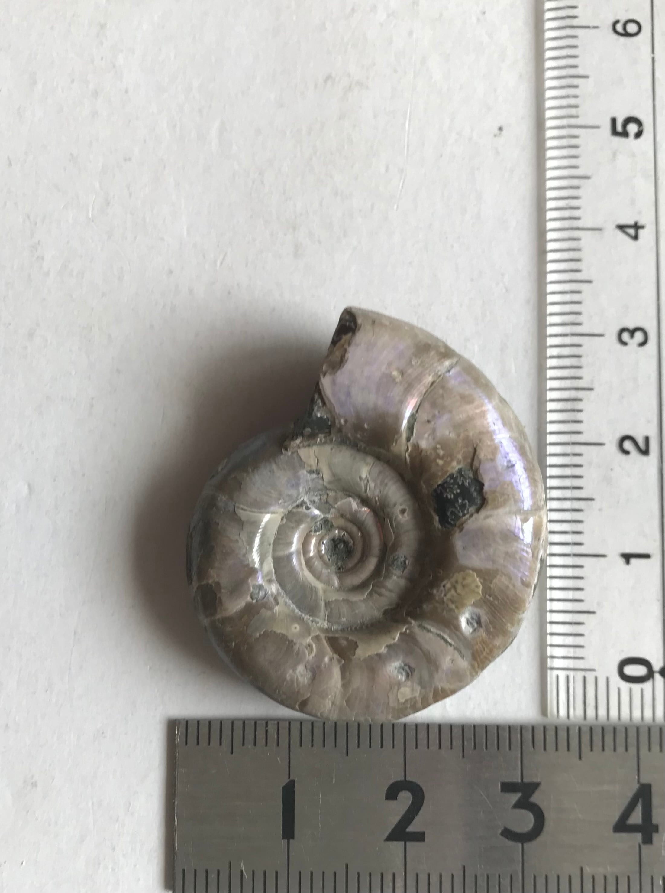 マダガスカル産 遊色虹色アンモナイト-紫（エオゴードリセラス）ピンク