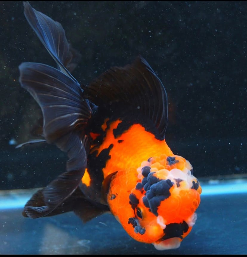 真っ黒オランダとトリカラーオランダの色変わり個体