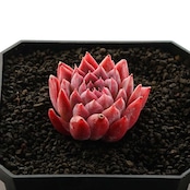 カット苗 ヒドゥンフレグランス Echeveria 'Hidden Fragrance'