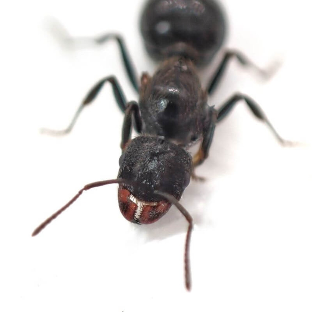 クロナガアリ｜女王3匹｜コロニー｜Messor aciculatus