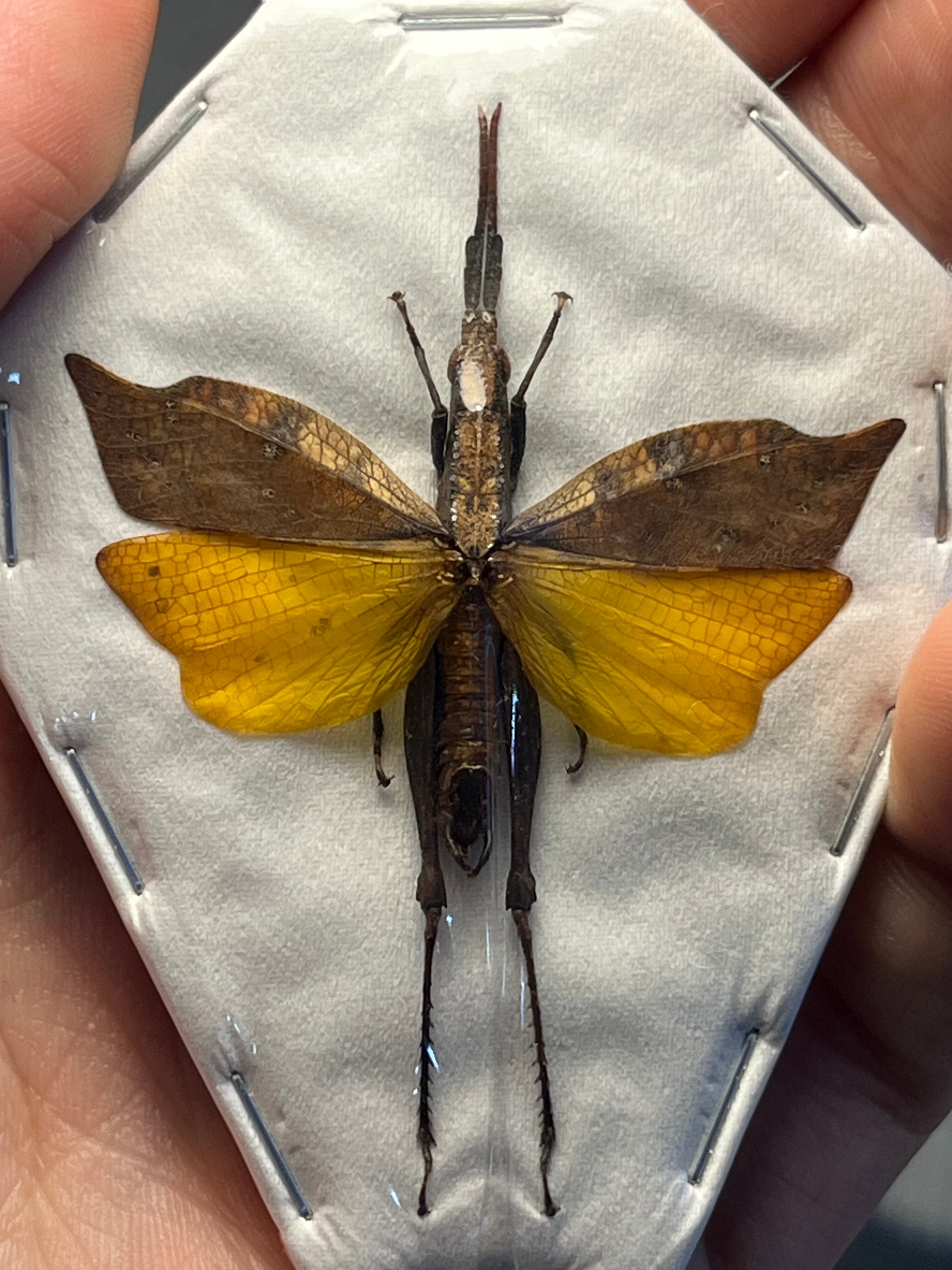 直翅類 | オモニキチュウ