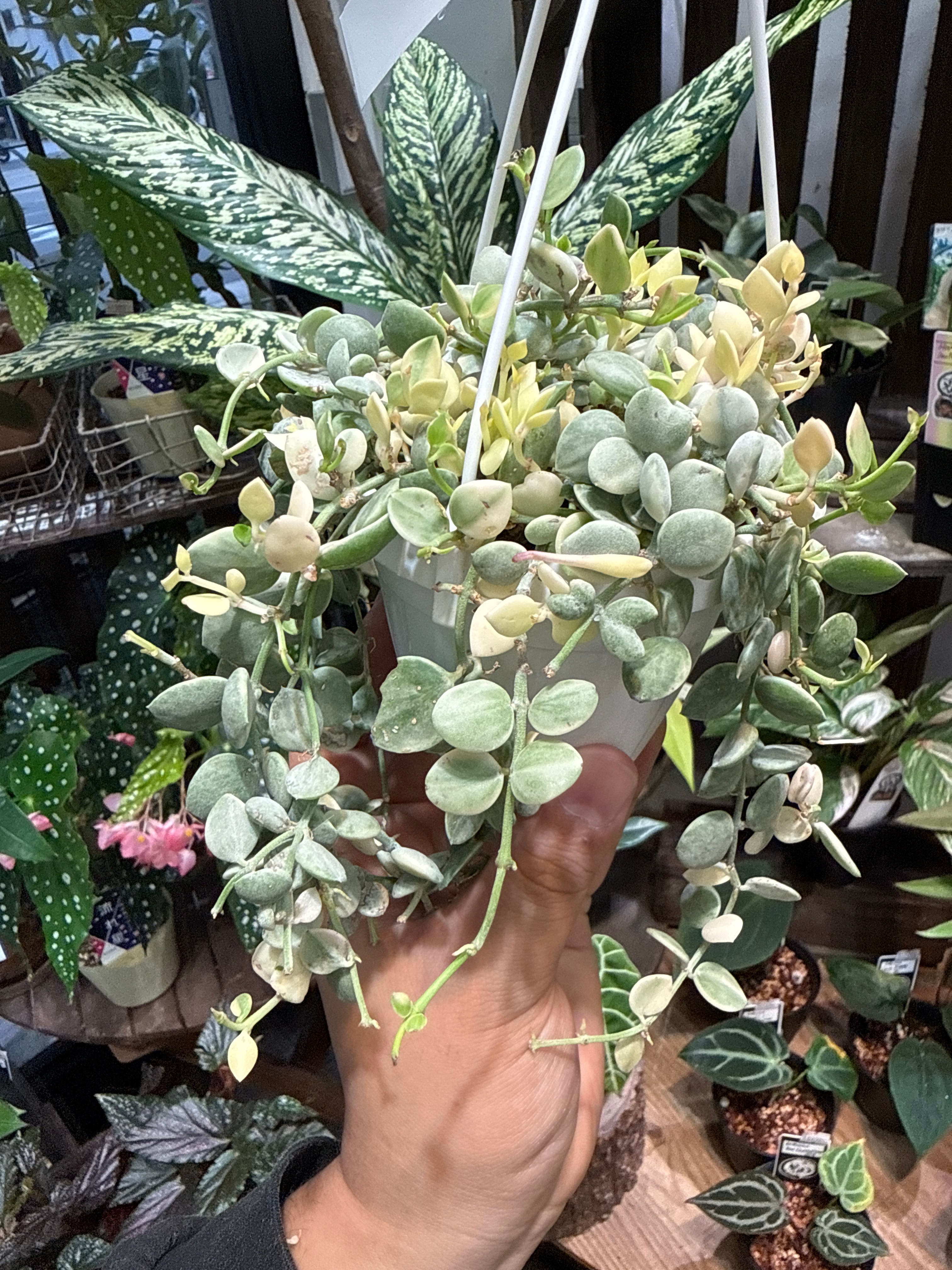 ディスキディア ヌンムラリア バリエガータ | Gardenえん 【観葉熱帯植物】