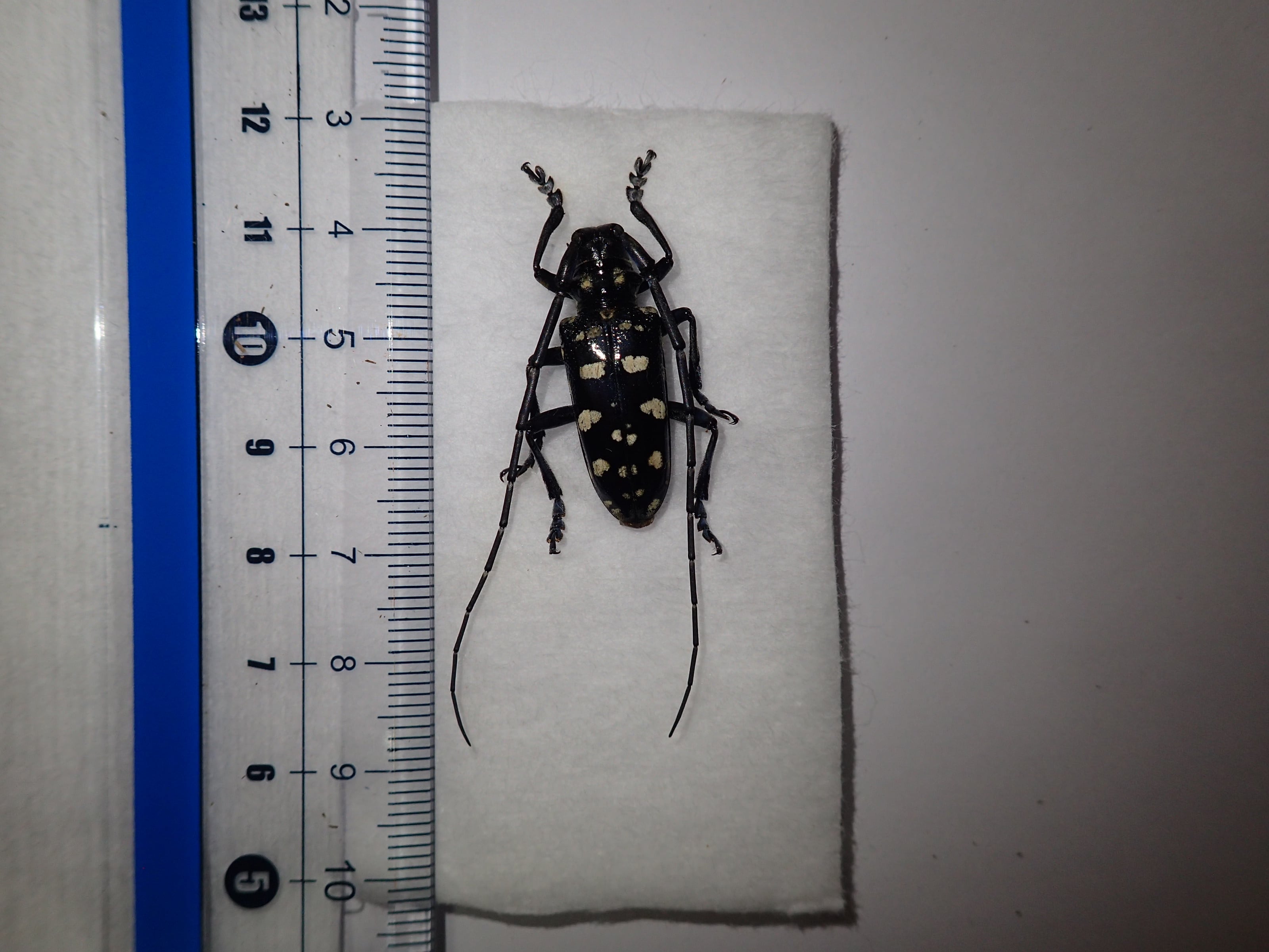 オス80mm up テナガカミキリ　ペア オス80mm up テナガカミキリ ペア オス80mm up テナガカミキリ