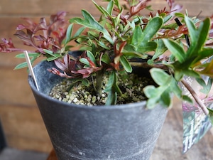 【現物】グレビレア　"ガウディチャウディ"　E