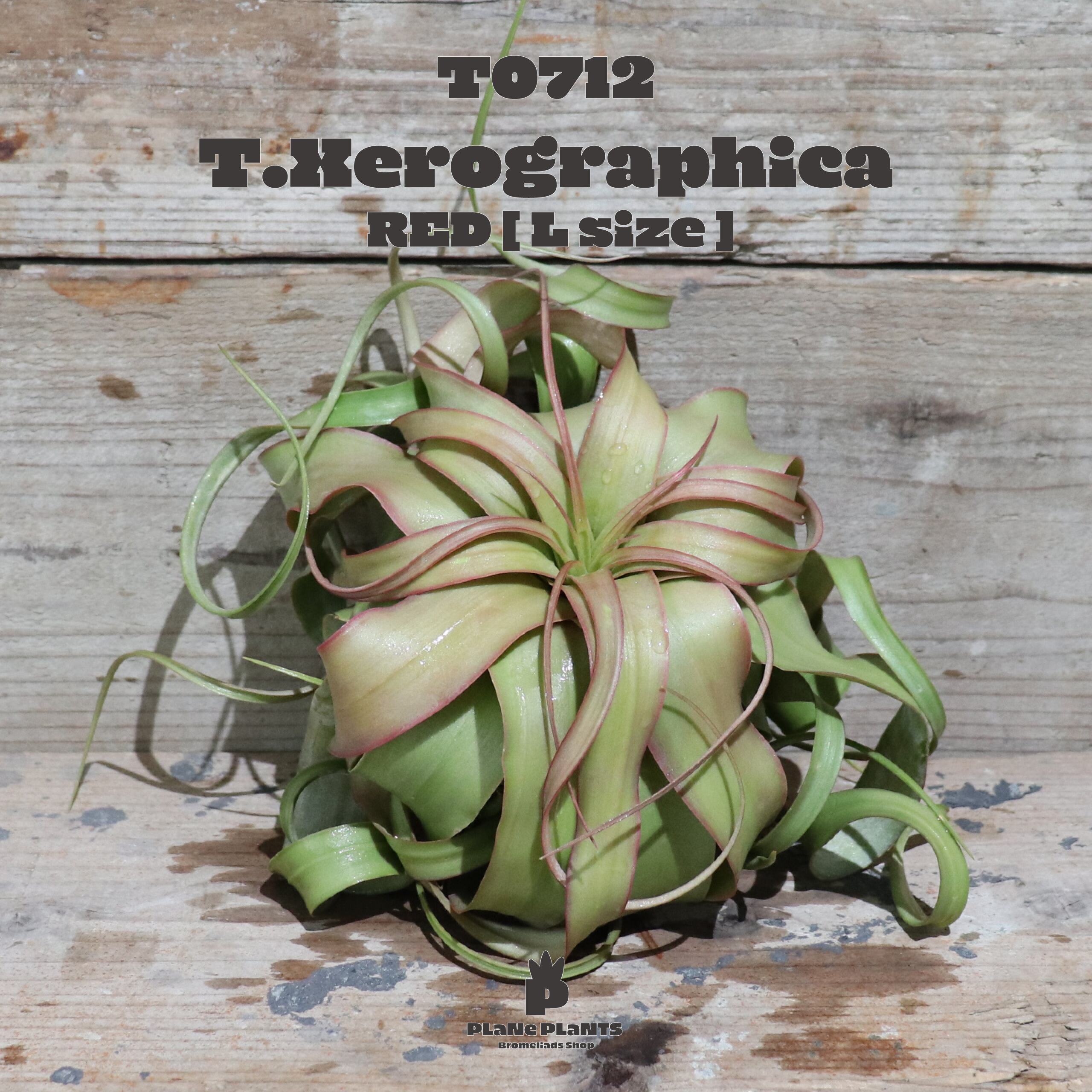 【reserved】キセログラフィカ M〔エアプランツ〕現品発送T0712