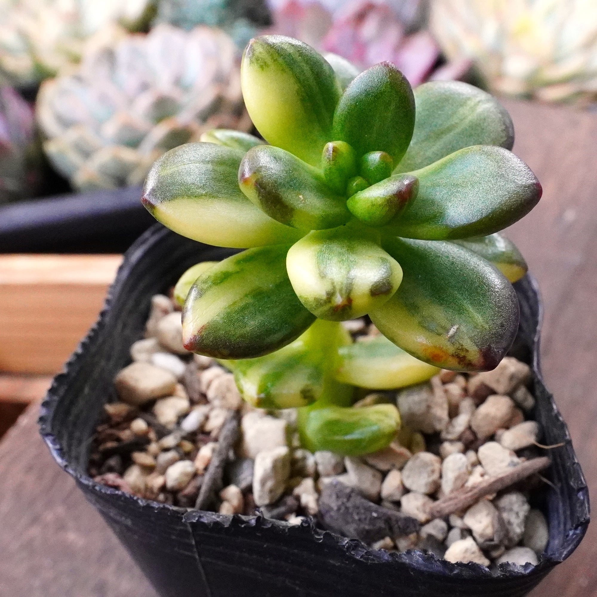 訳あり 韓国多肉植物 韓国苗 エケベリア Echeveria set27 Sky Castel 50個 訳あり 韓国多肉植物 韓国苗 エケベリア 新品種 Echeveria Musie 65個