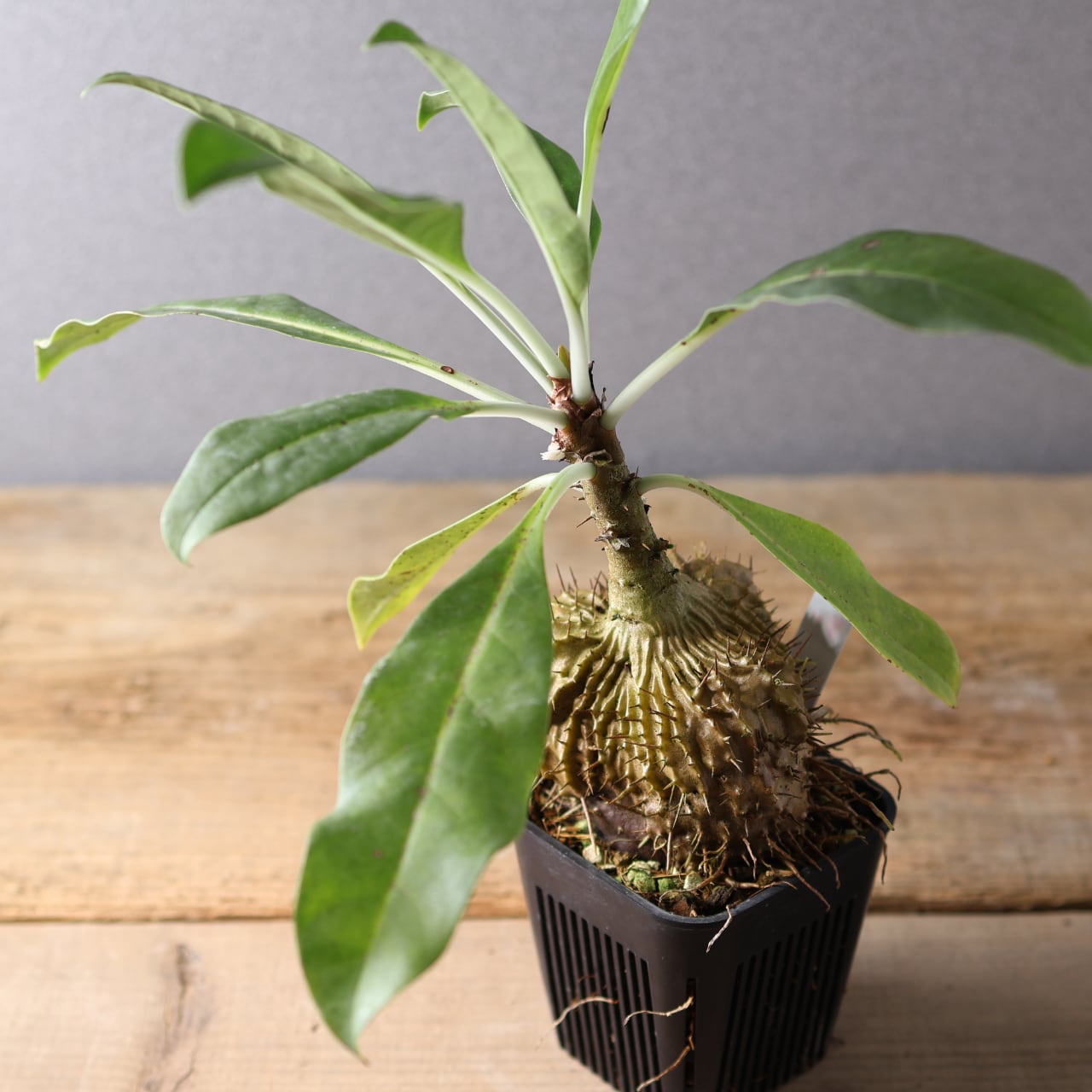 396 アリと共生する『アリ植物 ミルメコディア ツベローサ Myrmecodia