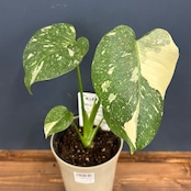 モンステラ タイコンステレーション【26】