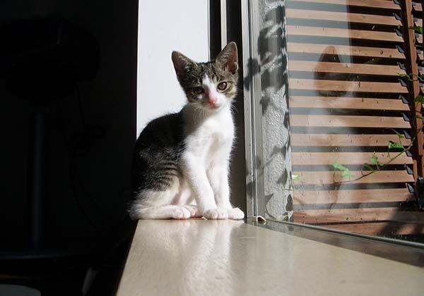 猫 ポストカード The Cat who....窓際の仔猫 10x14.8センチ(cm)官製はがきサイズ 猫写真 はがき ねこ葉書 ネコハガキ Postcard アイとちび アイシス