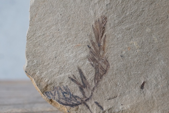 メタセコイア化石 2 Metasequoia sp.