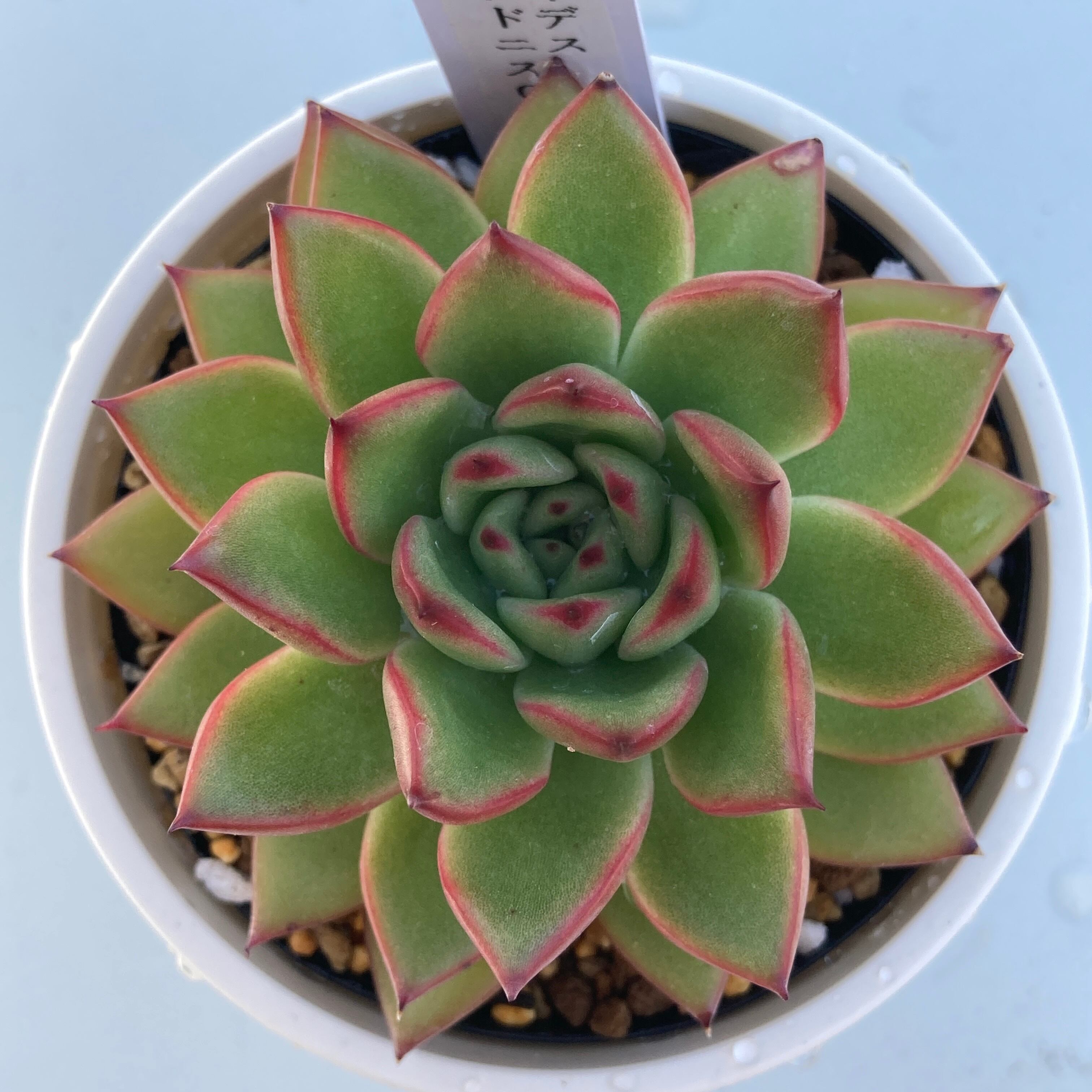 c3c0da884c0abb27e365e5ef9523f8