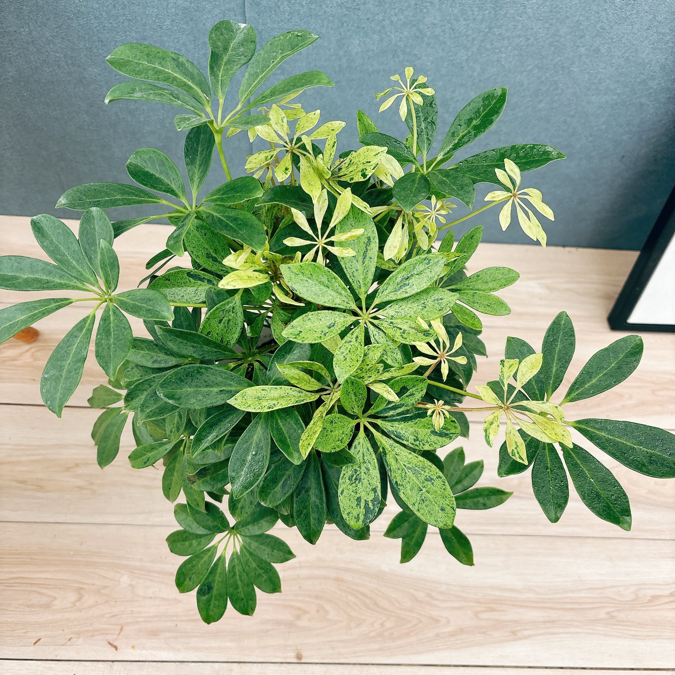 現品］【希少】☆初出品☆ 92番 シェフレラ アナ 7号 観葉植物 室内