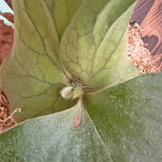 ビカクシダ エレファントティス 子株 板付 【観葉植物 壁掛け コウモリラン】