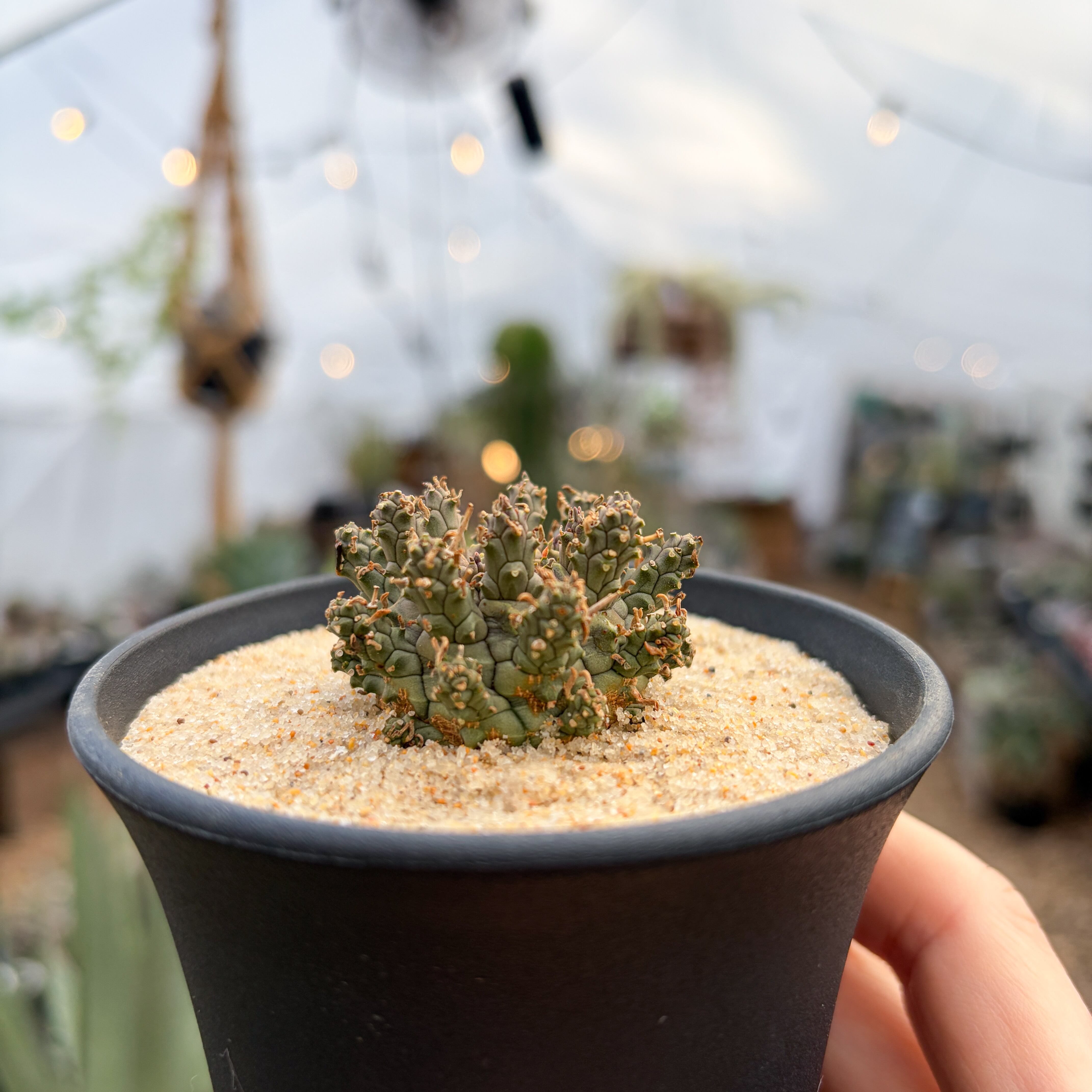 リンゴ　ユーフォルビア　アストロフォラ　実生　鉢ごと発送 Euphorbia astrophora【ユーフォルビア・アストロフォラ】 | RIMO'S