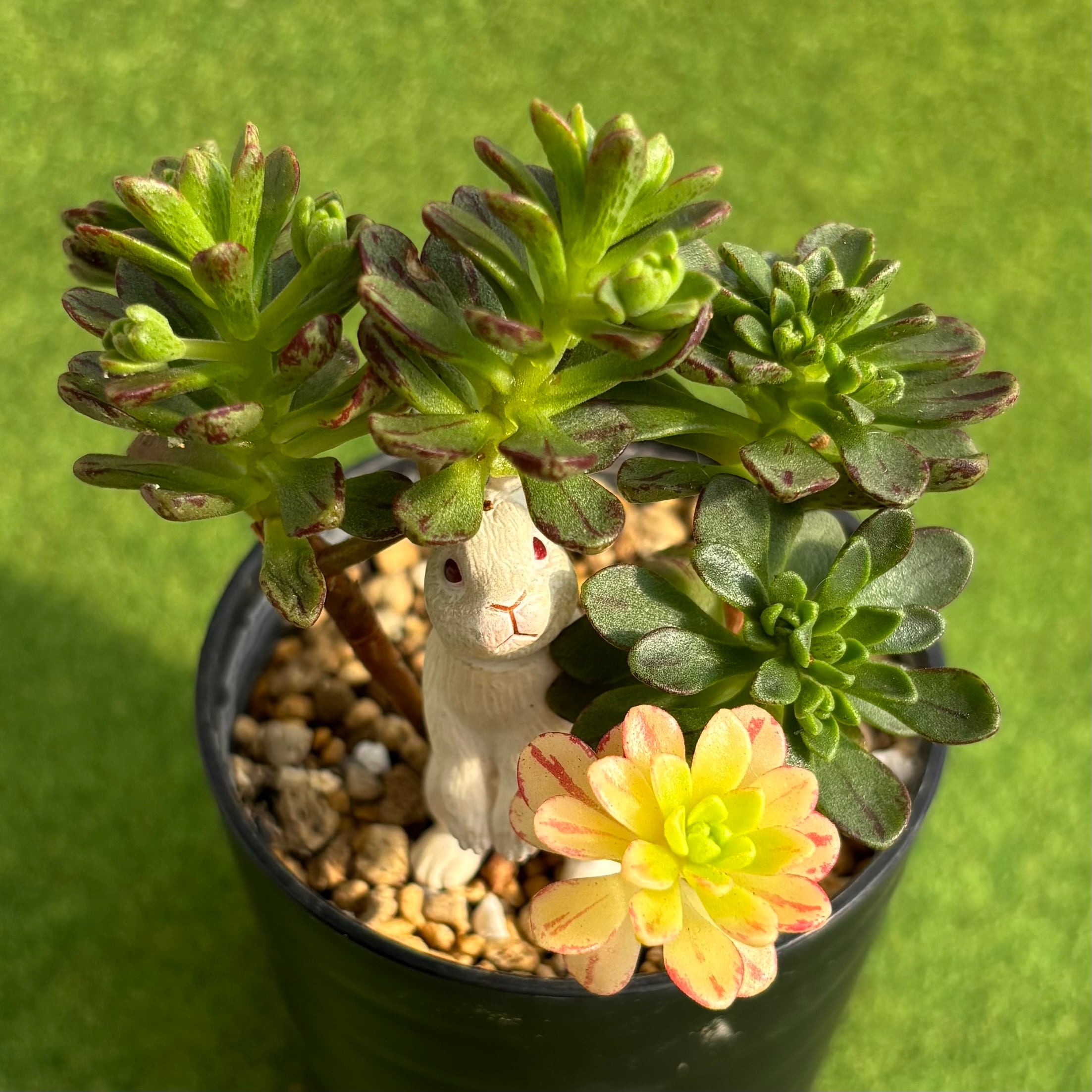 多肉植物 豆彦商店