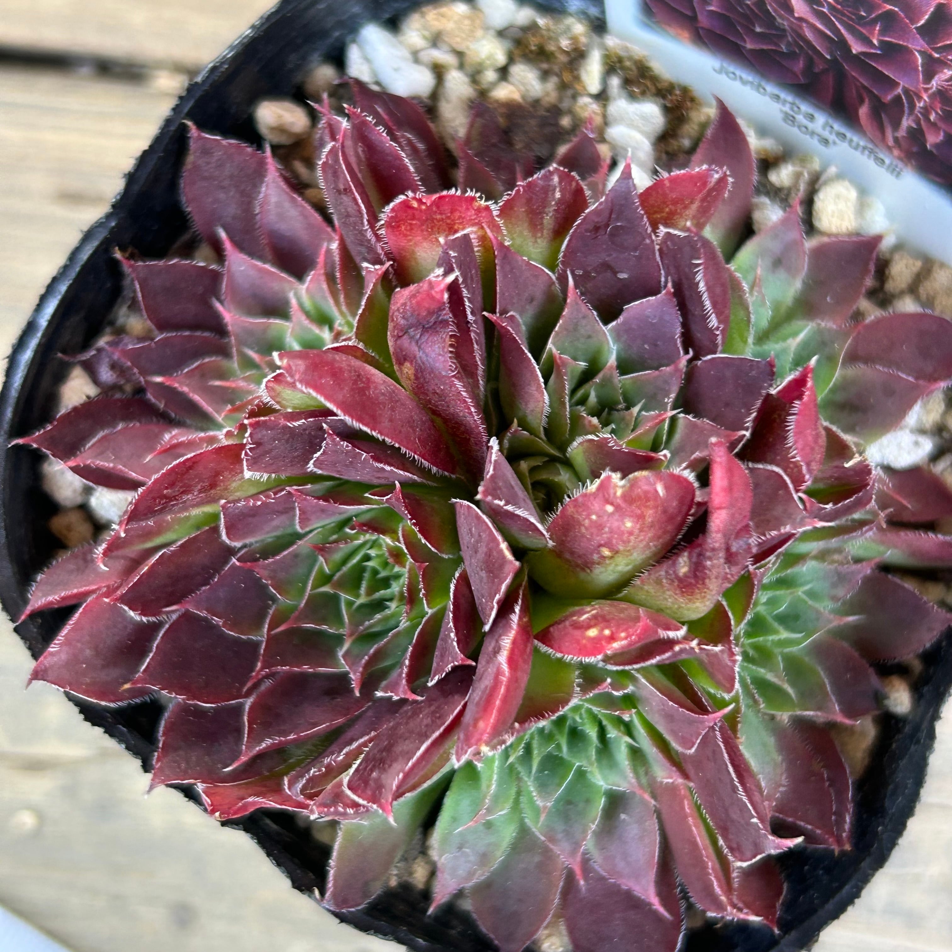 ジョビバルバ ヒューフェリー''ボーラ'' | RuPo 多肉植物専門店