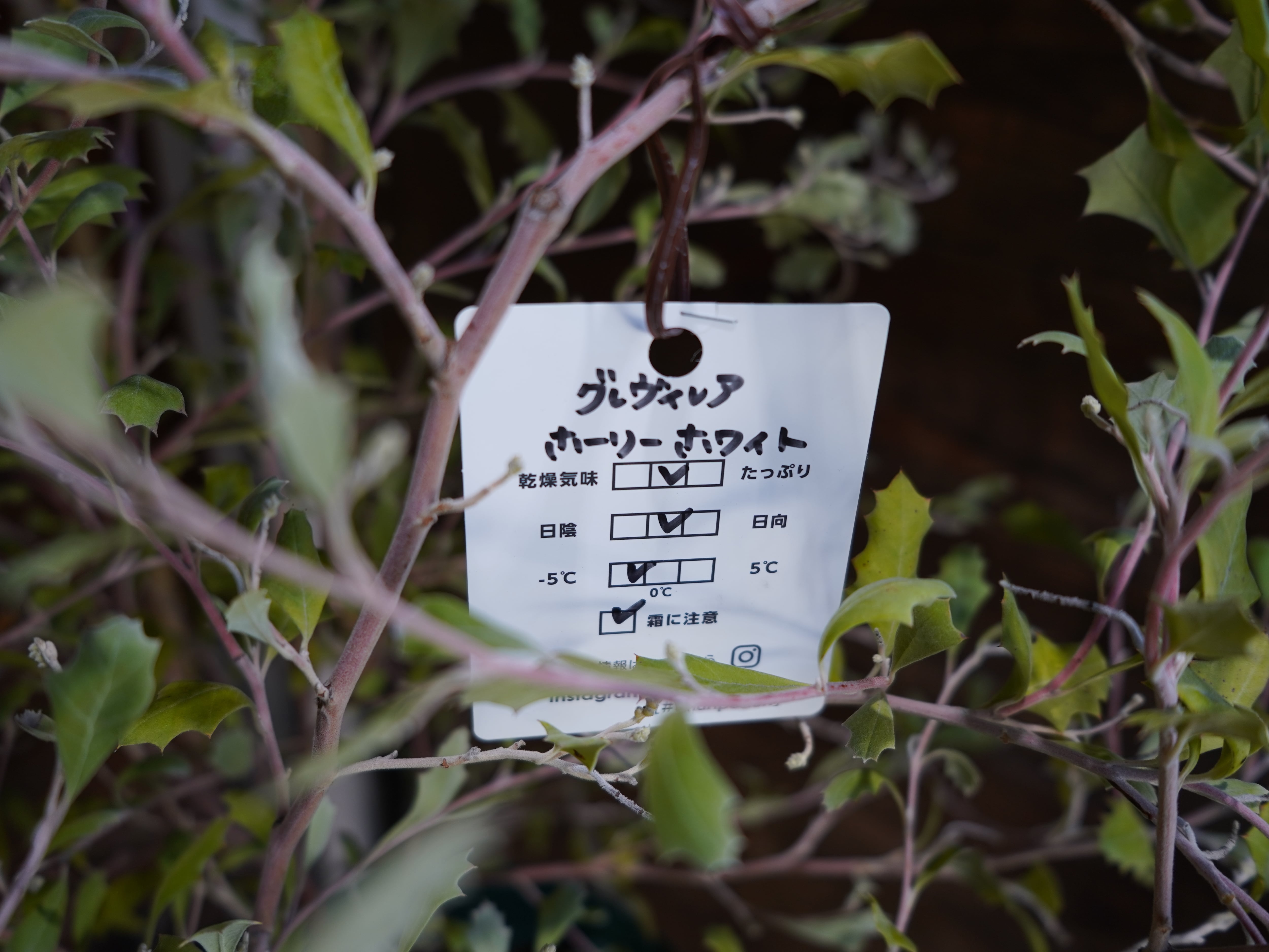 【現物】グレビレア　”ホーリホワイト”