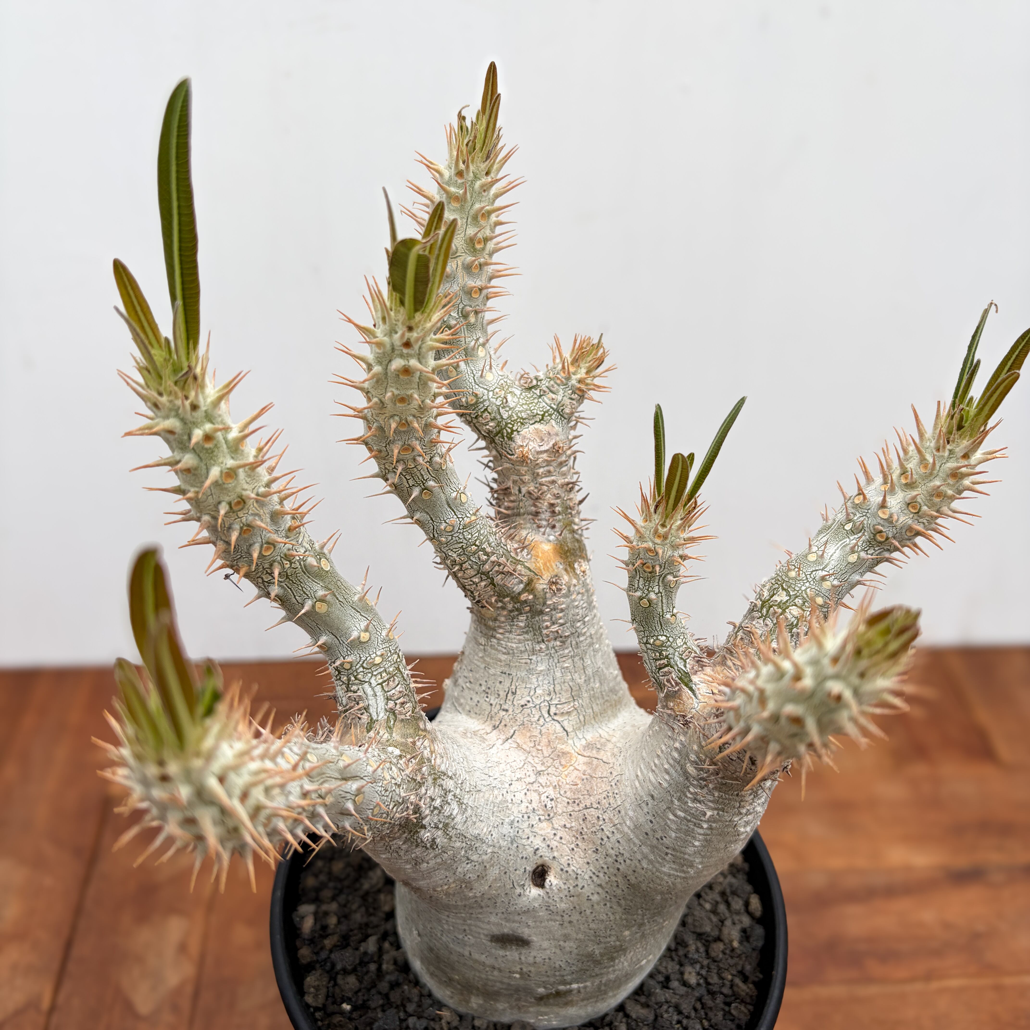 Pachypodium rosulatum var. inopinatum 【パキポディウム