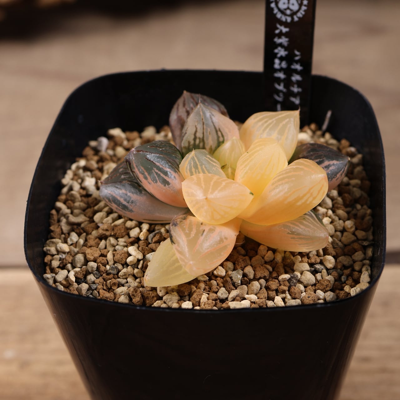 719『ハオルチア 大紫水晶オブツーサ錦』観葉植物【送料無料】 | MARX