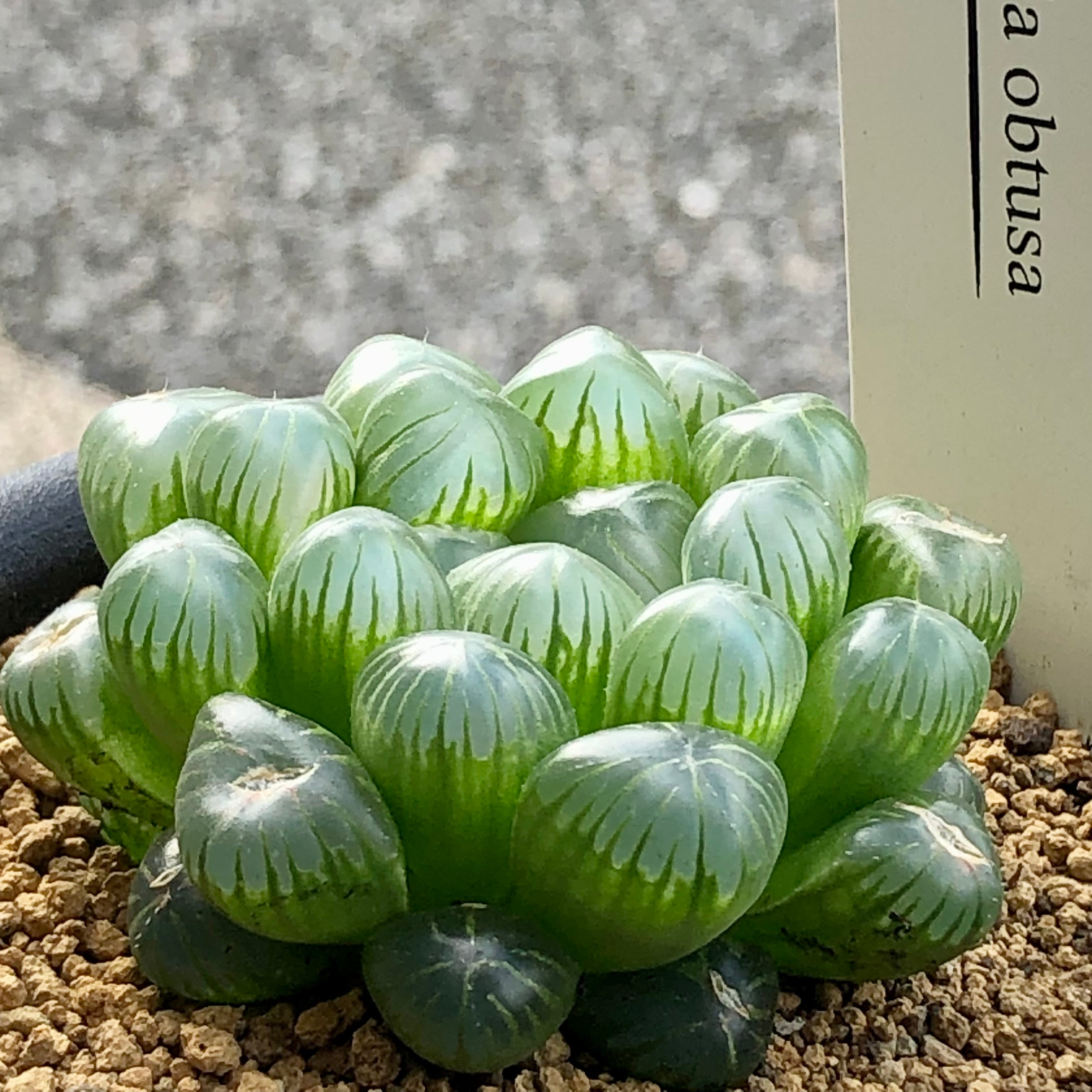 透明 美しい ハオルチア 雫石 | PLANTS SHOP OLIVE 透明 美しい ハオルチア 雫石 | PLANTS SHOP OLIVE