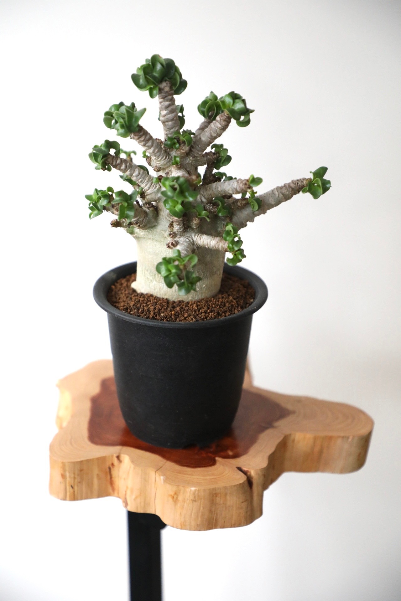 【S】【希少】アデニウム アラビカム 獅子葉/Adenium arabicum ※陶器鉢別売り