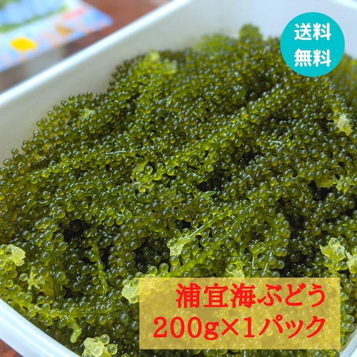 ★送料無料★【浦宜海ぶどう】200ｇ×1パック　