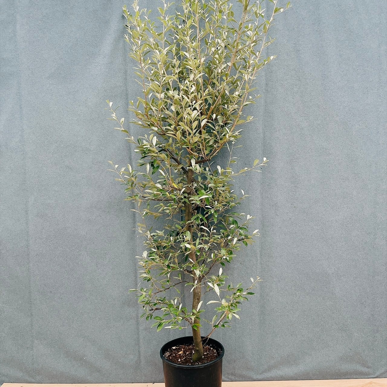 現品］50番 カシワバゴムノキ フィカス リラータ 曲がり 7号 観葉植物