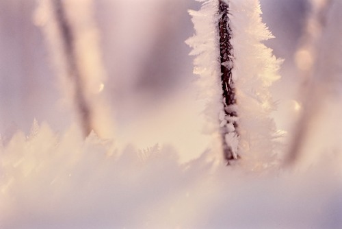 小枝に付いた雪の結晶