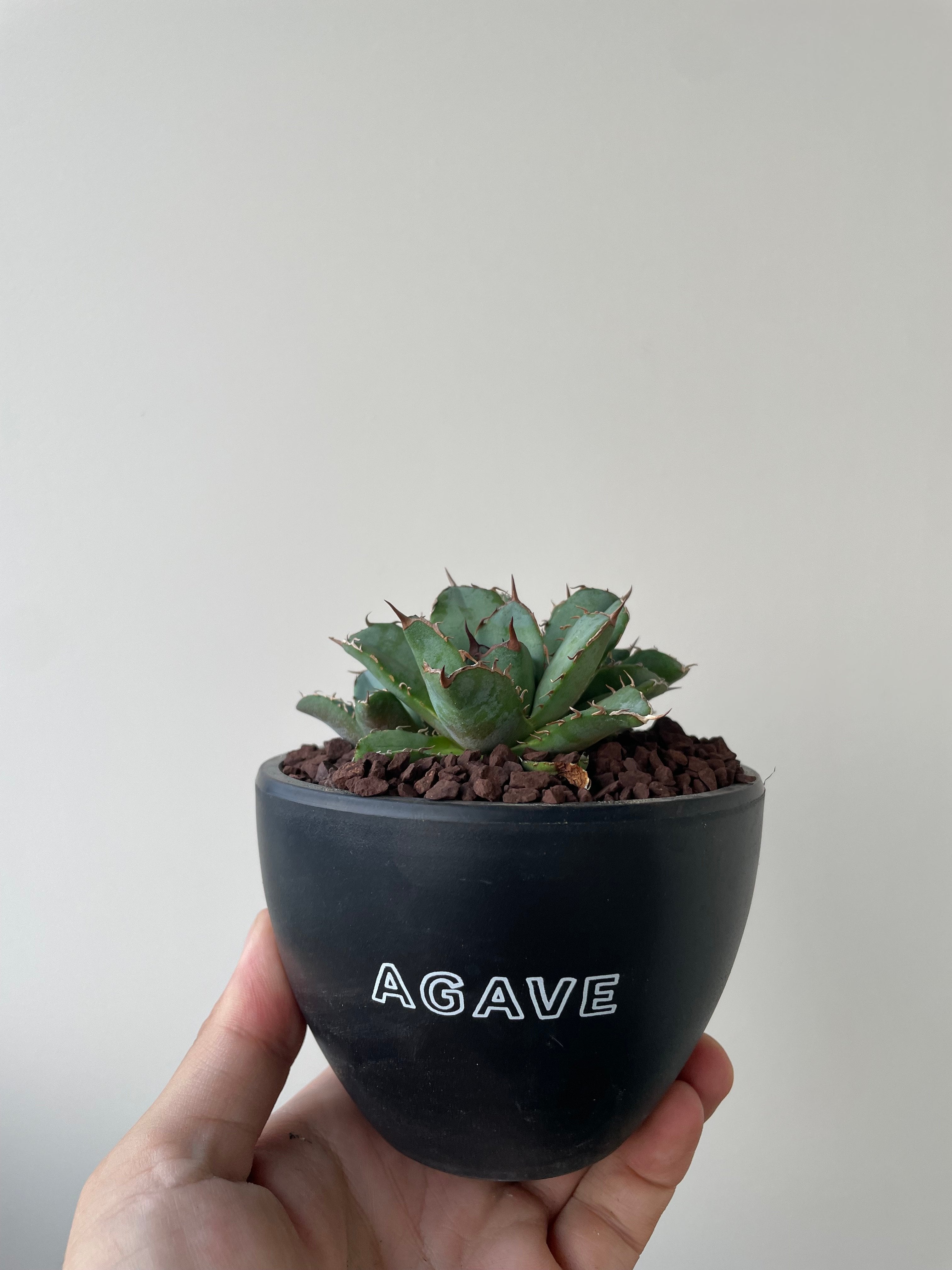 新着】Agave titanota crested【多頭になる品種の子株】アガベ