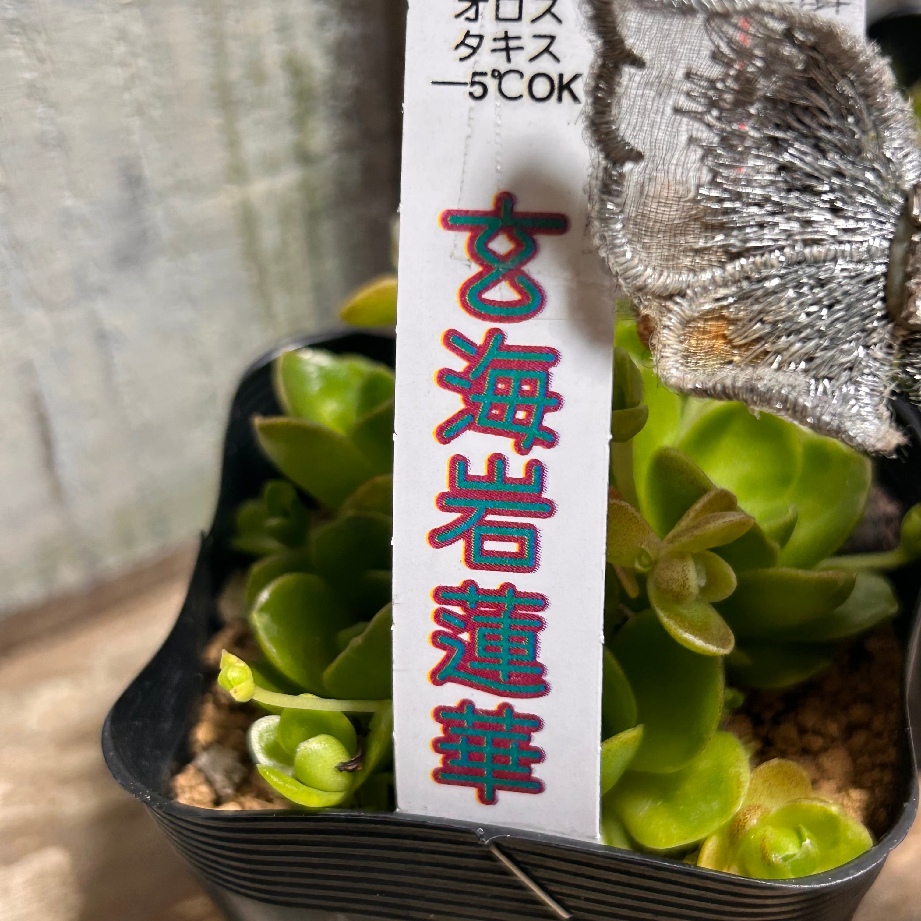 玄海岩蓮華 | RuPo 多肉植物専門店
