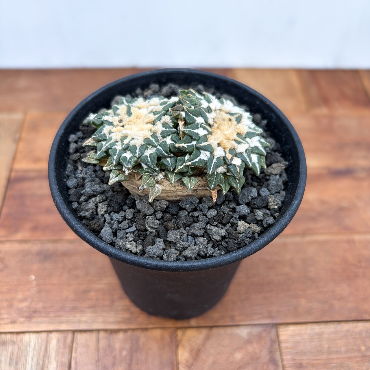 Ariocarpus kotschoubeyanus【アリオカルプス・姫牡丹・実生】