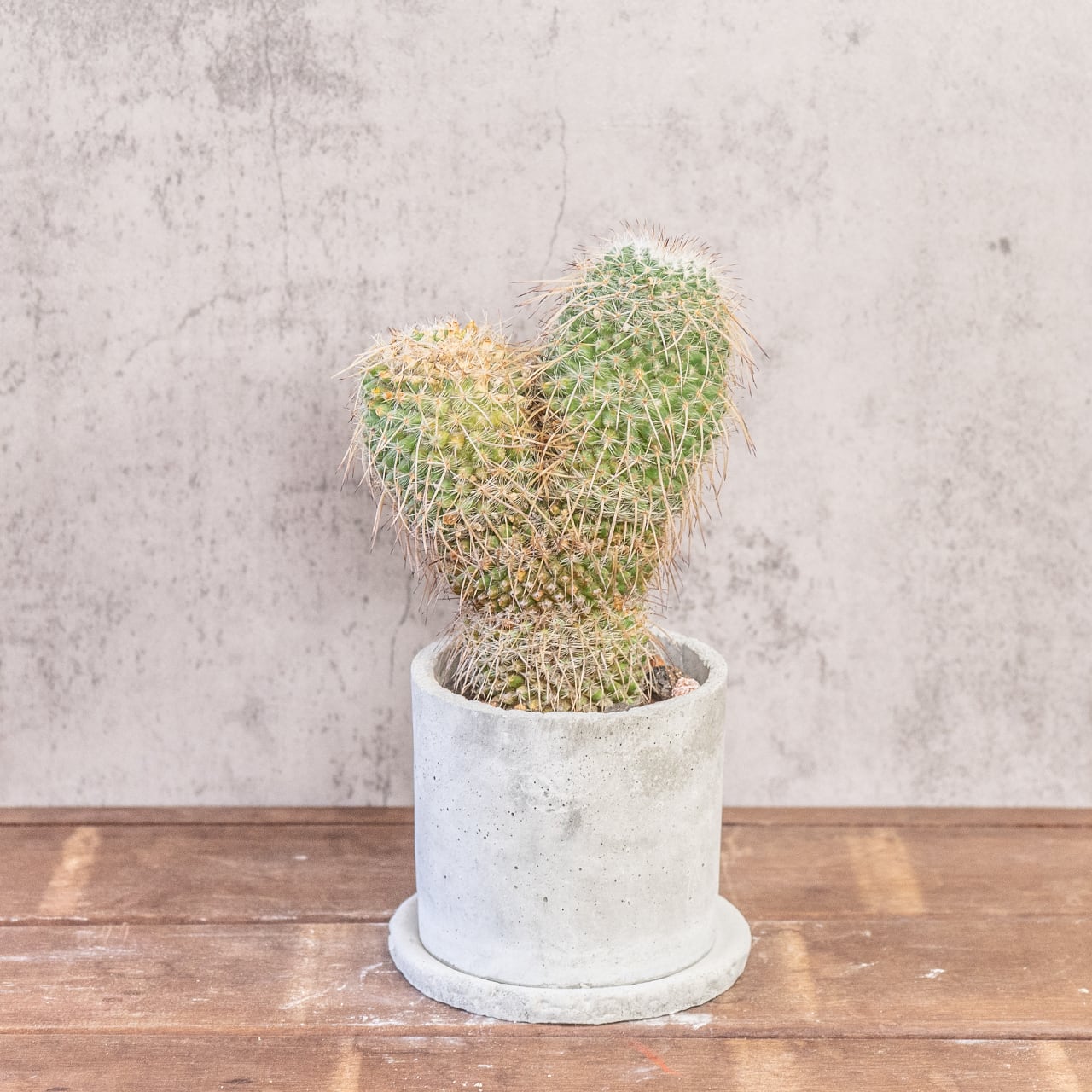 白王丸（マミラリア）｜再生中のふたこぶ個体・割引特価【一点物】