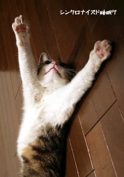 猫 ポストカード The Cat who....シンクロナイズドスイミング 10x14.8センチ(cm)官製はがきサイズ 猫写真 はがき ねこ葉書 ネコハガキ Postcard アイとちび ジェリー