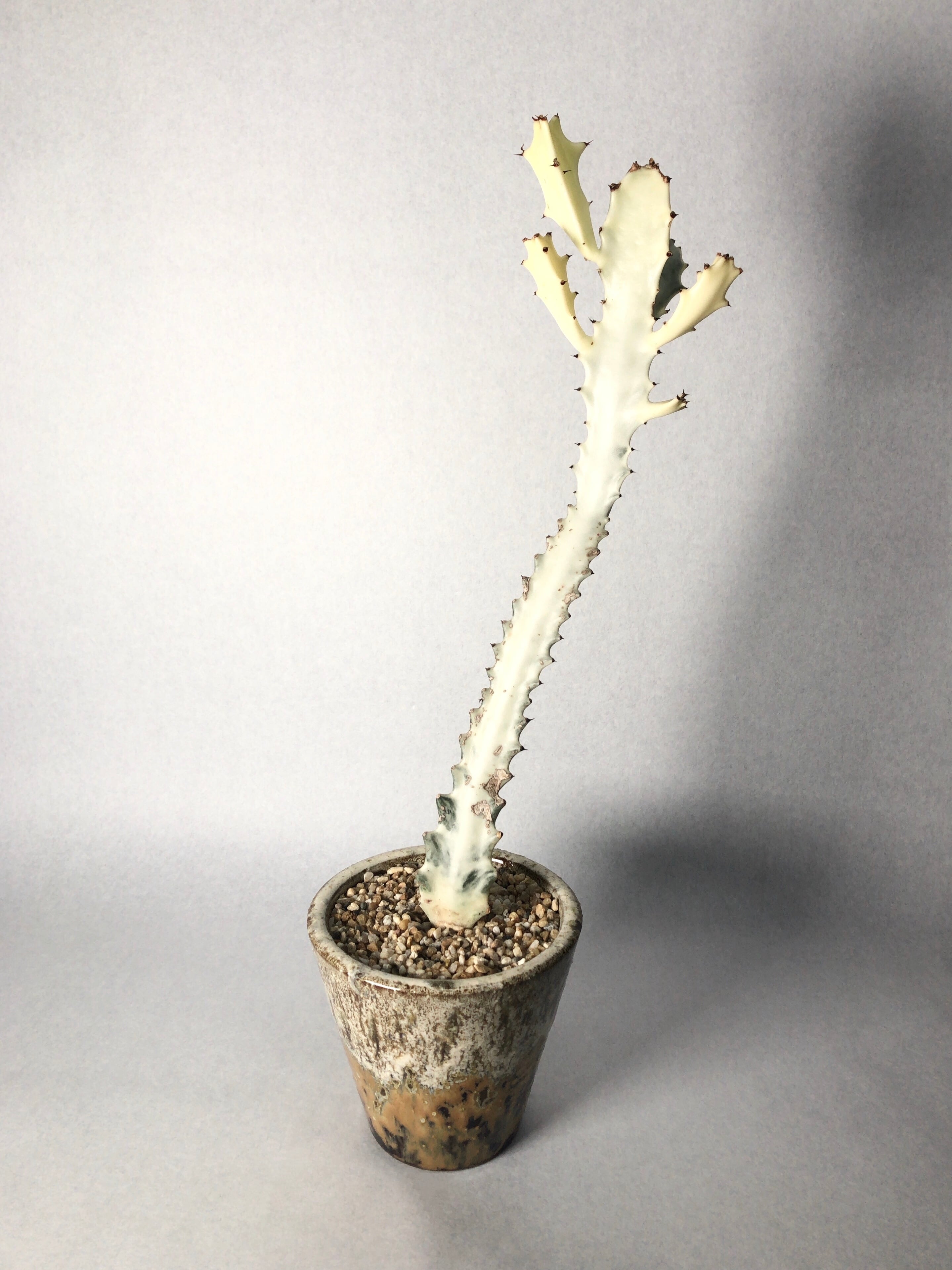 ユーフォルビア・ホワイトゴースト | trigger