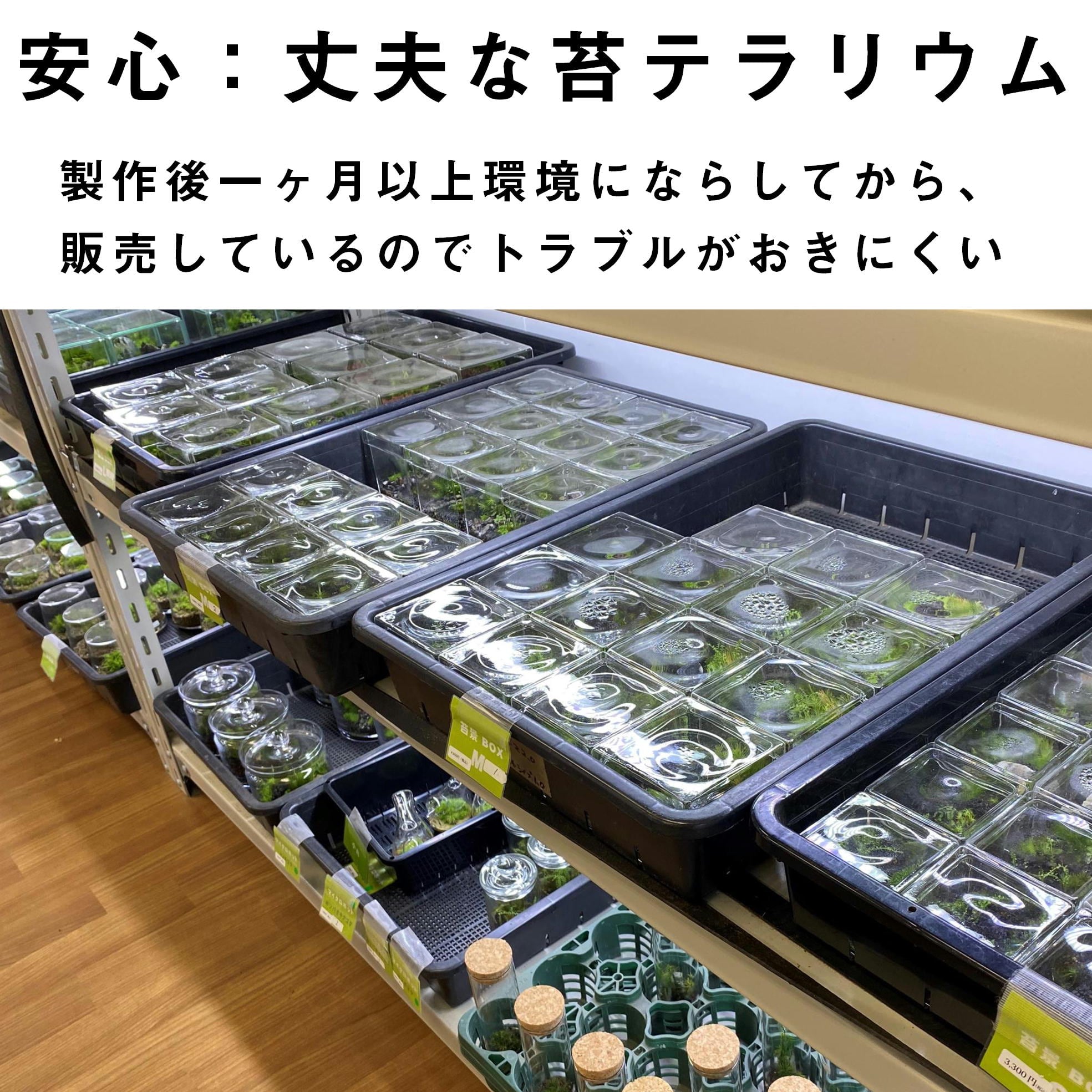 景色を楽しむ苔テラリウム】苔景BOX Msize | 苔テラリウム専門ショップ道草